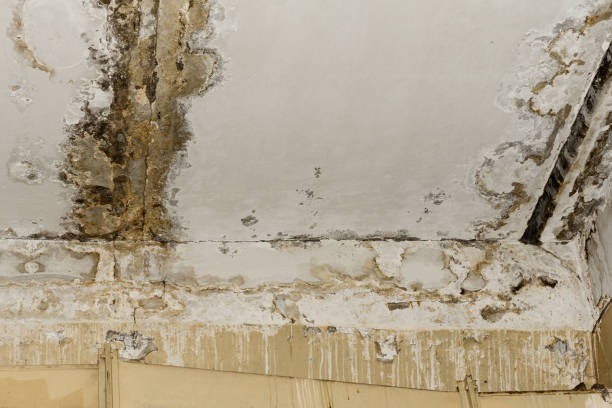 Best Forensic Mold Investigation  in Martinsburg, WV